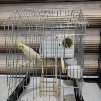 عروس هلندی|پرنده|قروه, |دیوار