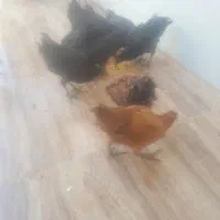 ۱۵تاواروخروس ۴ماه ونیم