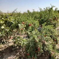فروش ۲۰۰متر باغچه انار  ۳۵۰ملیون|فروش زمین و ملک کلنگی|سلفچگان, |دیوار