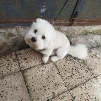 ایشپیز تریل واگذاری