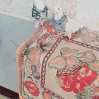 ی جفت طوقی پا|پرنده|کرمانشاه, |دیوار