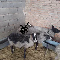 رومانوف|حیوانات مزرعه|پیشوا, |دیوار