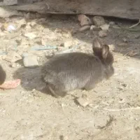 خرگوش|موش و خرگوش|قیامدشت - خاورشهر, |دیوار