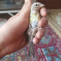 جوجه سهره قناری