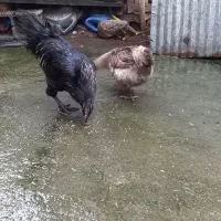 تعدادی جوجه مرغ و جوجه خروس ایام سمانی|حیوانات مزرعه|رشت, یخسازی|دیوار