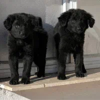 سگ ژرمن بلک نروماده دوماه باهم یکجای فی ۴۰ م ت|سگ|تهران, تهرانسر شرقی|دیوار