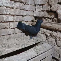 س تا پرنده پر از بهترین نسل شهرکرد