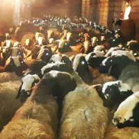 میش بره دار اصیل شال