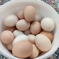 تخم مرغ محلی