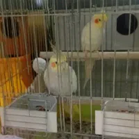 عروس هلندی فوق مولد معاوضه