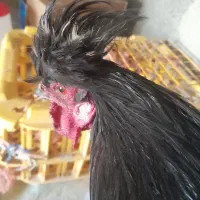 خروس قربانی و زینتی