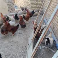 فروش تعدادی خروس قیمت توافقی|پرنده|رودشت (اصفهان), |دیوار