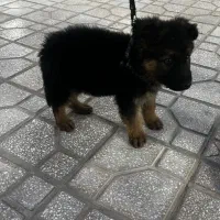 توله،ژرمن شولاین