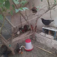 مرغ و خروس|حیوانات مزرعه|قصرشیرین, |دیوار