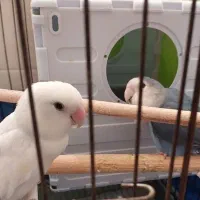 گمشده کوتوله برزیلی|حیوانات|بندرعباس, |دیوار