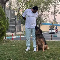 مربی سگ آموزش سگ تربیت سگ تضمینی پانسیون سگ نگهبان