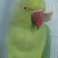 ملنگو ماده