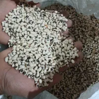 لوبیا چشم بلبلی