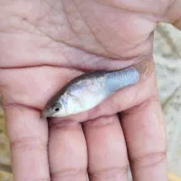 ماهی مولی موجود. شد تعداد محدود