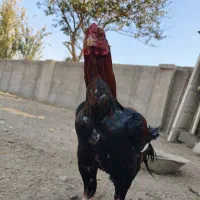 خروس لاری نژاد دار|حیوانات مزرعه|ری, فیروزآباد|دیوار
