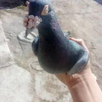 کبوتر|پرنده|اهر, |دیوار