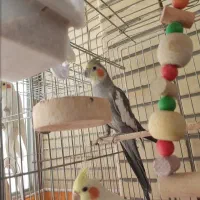 جفت عروس هلندی بالغ|پرنده|شاهین‌شهر, خانه کارگر|دیوار