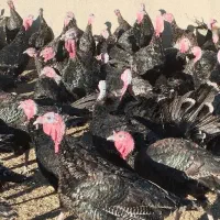 بوقلمون برنز