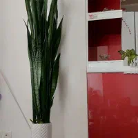 گل سانسوریا