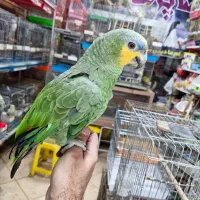 آمازون پیشونی آبی فول دستی کلامدار|پرنده|اصفهان, حسین‌آباد|دیوار