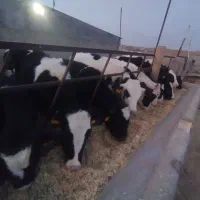 گوساله هلشتاین