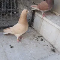 کبوترانگلیسی