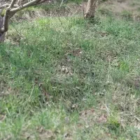 ۲۴۰۰متر برجاده دوآب به سمت پول،کجور