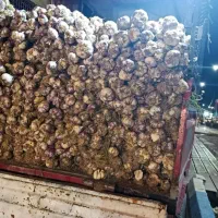 سیر درجه یک درشت