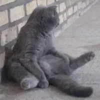 گربه اسکاتیش|گربه|نیشابور, پاستور|دیوار