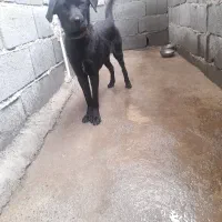 توله ۳ماهه ماده