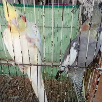 طوطی عروس لوتینو سالم|پرنده|رشت, حومه رشت|دیوار