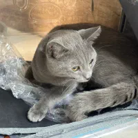 گربه نژاد دار