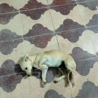 داشهوند آمریکایی|سگ|برازجان, |دیوار