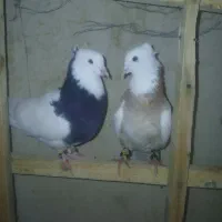 کبوتر طوقی عطیقه|پرنده|فارسان, |دیوار