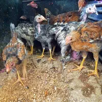 سلام فروش جوجه خروس گلین|حیوانات مزرعه|شیراز, حومه شیراز|دیوار