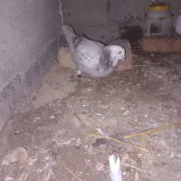 کبوتر پرشی|پرنده|گمیشان, |دیوار