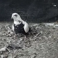 ساده مشهدی کلاغ|پرنده|شاندیز, |دیوار