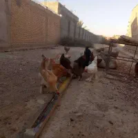 تخم مرغ دیلگونی