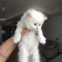 پرشین بریتیش