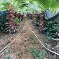 پالم تعداد ۵۵۰ تا متراژ از ۱۴۰ تا ۱۷۰ فقط تنه|گل و گیاه طبیعی|کومله, |دیوار