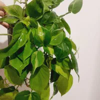 اسکاندیس ابلق،اگزالیس،سانسوریا مهتابی