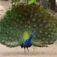 فروش طاووس مولد