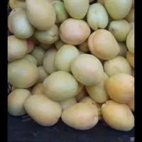 زردآلو خوش طعم درمیان