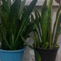 دو عدد گل سانسوریا خیلی سر حال