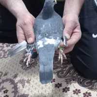 ماده چاپی|حیوانات|دورود, |دیوار